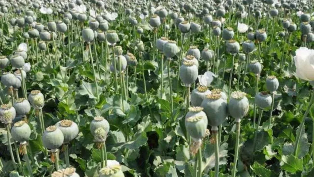 02_11_2023-14_09_2023-opium_23530485_23571002