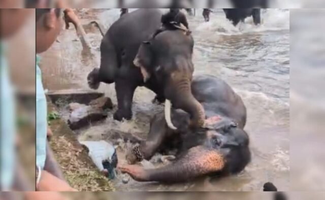 q3mottm4_elephant-karnataka_625x300_18_May_26