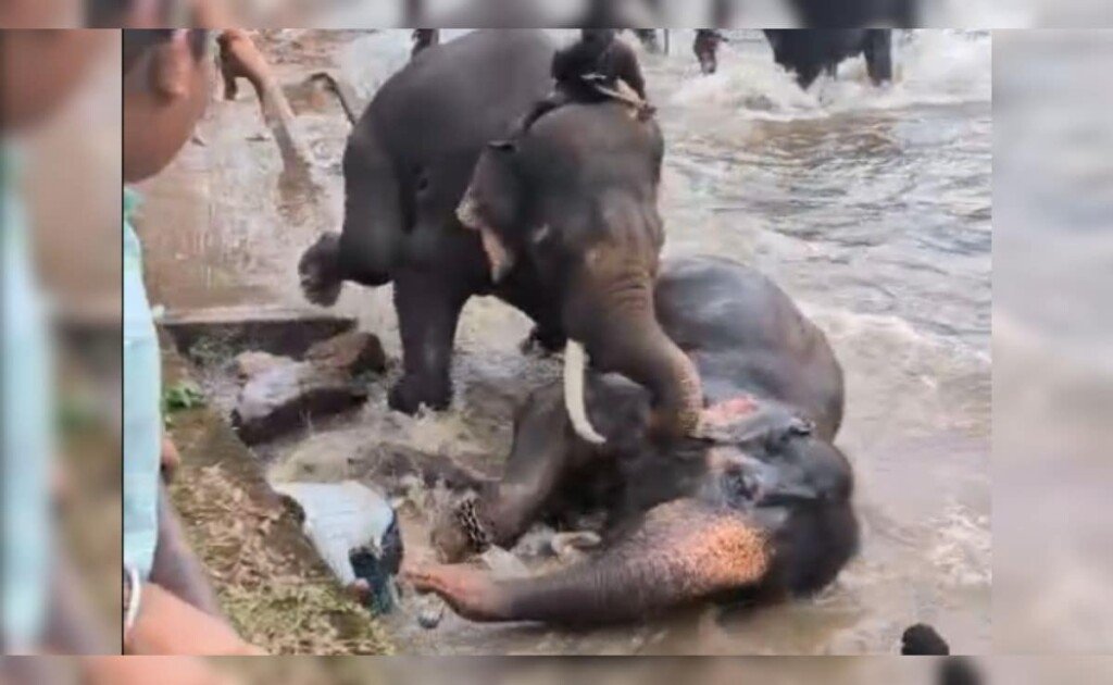 q3mottm4_elephant-karnataka_625x300_18_May_26