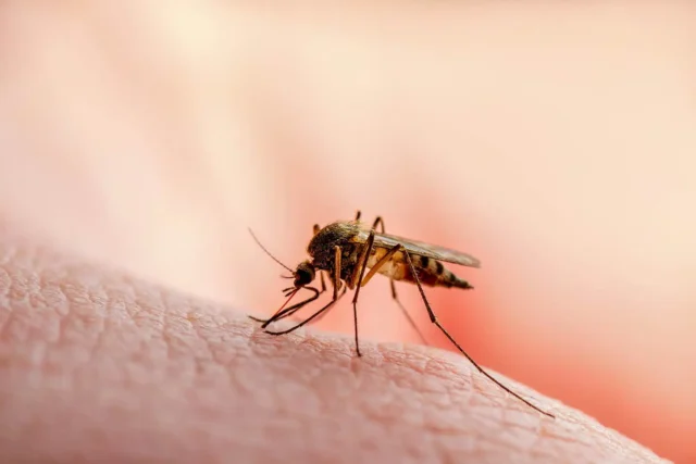 Types-of-Malaria-and-their-Symptoms.jpg