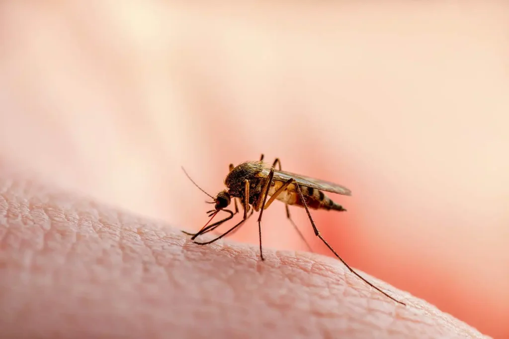 Types-of-Malaria-and-their-Symptoms.jpg